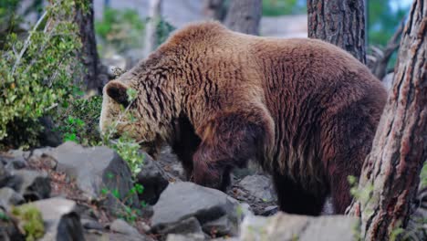Erstaunliche-Aufnahme-Eines-Wilden-Braunbären-Im-Wald,-Der-Nach-Nahrung-Sucht