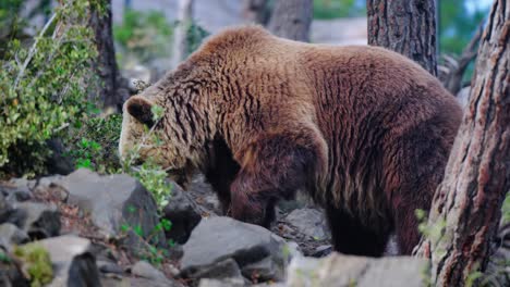 increíble foto de un oso pardo salvaje en el bosque en busca de comida