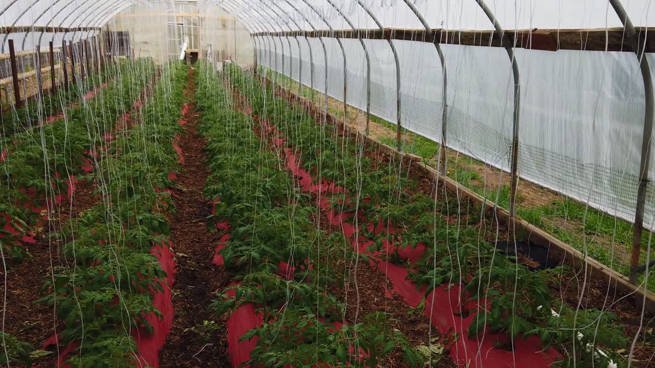 젊은 토마토 식물이 재배되고 있는 가난한 사람의 온실