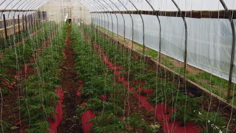 la casa verde de los pobres con plantas jóvenes de tomate cultivadas y cuidadas