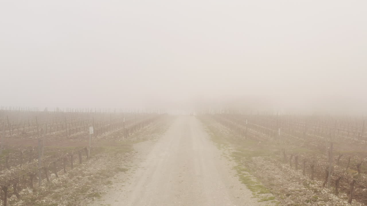 안개가 가득한 포도원 도로