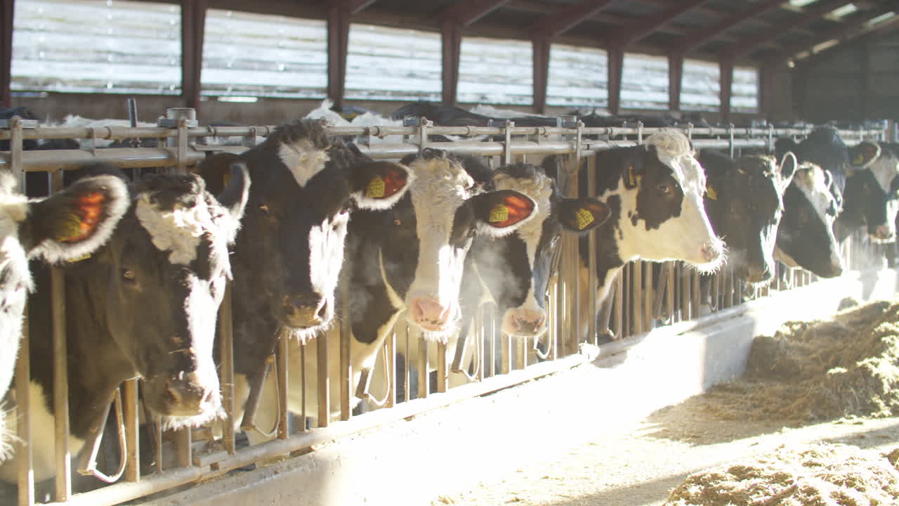 Cow Milk Industrial Automated Farm. Cows in the paddock with tags on the ears eat hay and rest