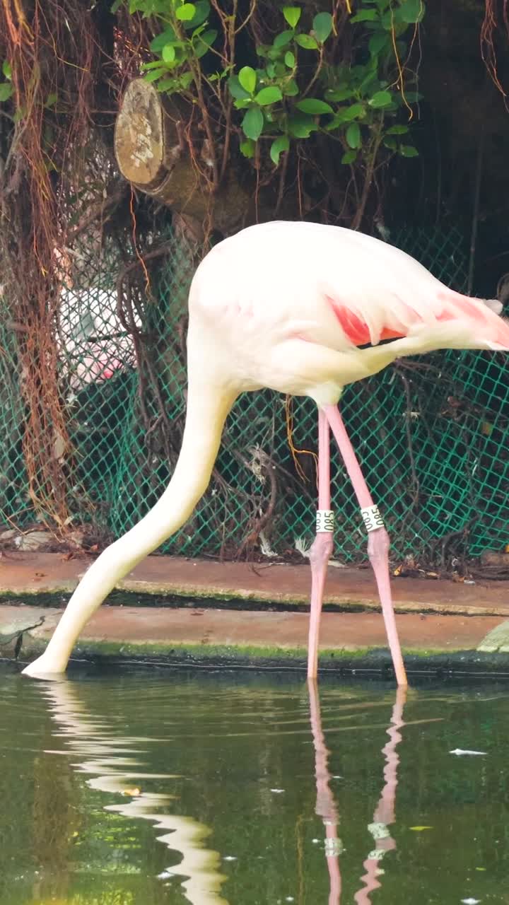 플라밍고가 조용한 연못에서 먹이를 찾습니다.