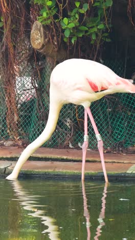 el flamenco busca comida en un estanque sereno