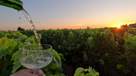 pouring white wine at sunset in vineyard