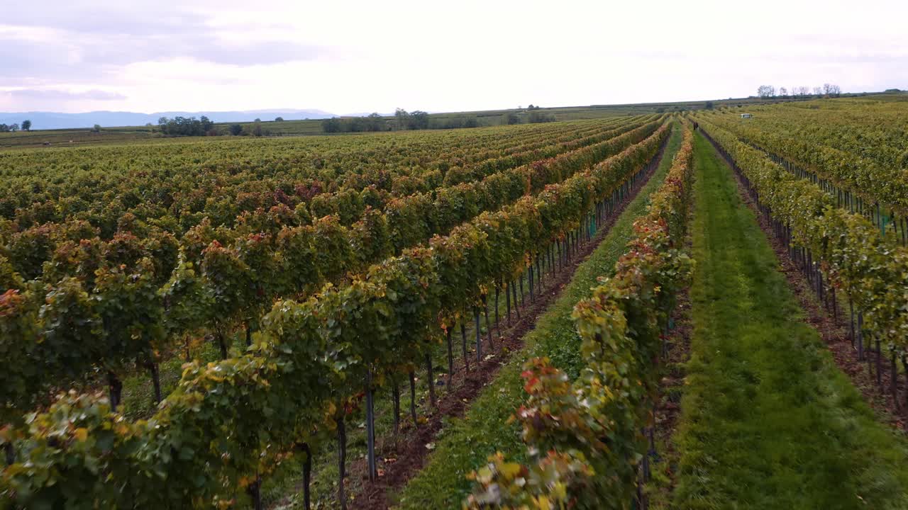 Drone flies low over neat grapevine rows on well-maintained wine farm