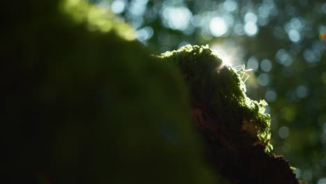 4k-Makroaufnahme-Einer-Mücke,-Die-Auf-Grünem-Moos-Steht,-Mitten-Im-Wald,-Gegen-Sonnenlicht