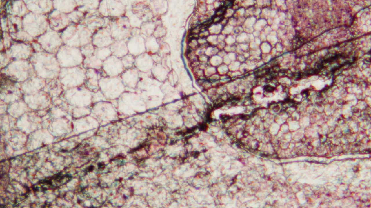 Microscopic View of Biological Cells and Tissue Structure