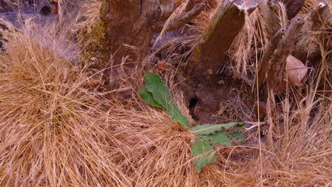 Hornet’s-flying-in-and-out-of-nest-in-old-tree-stump,-close-up