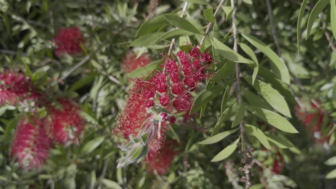 아름다운 은 꽃 가까이에 은 병 자루 태양 아래