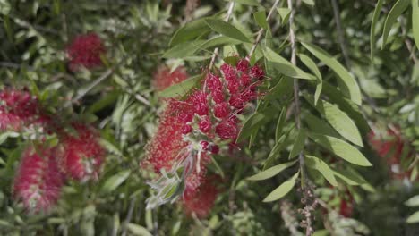 Hermosa-Flor-Roja-De-Cerca-Cepillo-De-Botella-Carmesí-Bajo-El-Sol