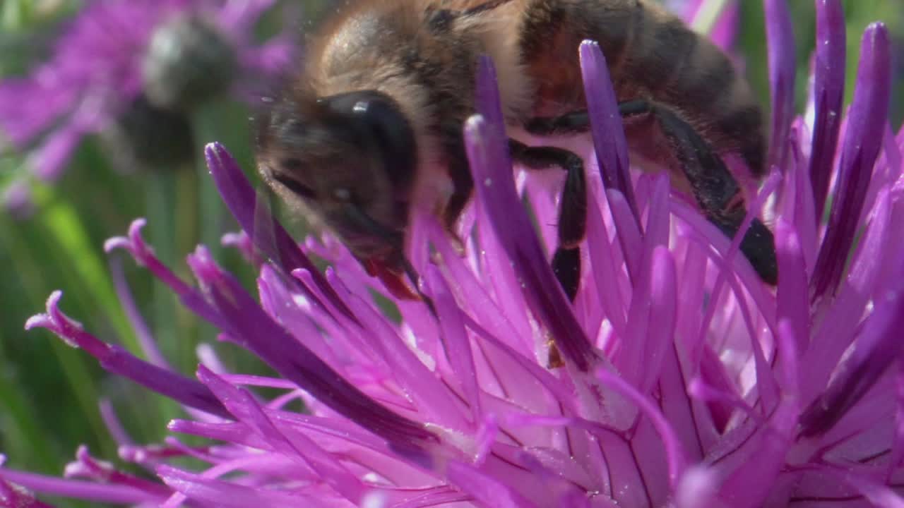 macro extrema de abeja silvestre en flor morada recogiendo polen durante el proceso de polinización en verano