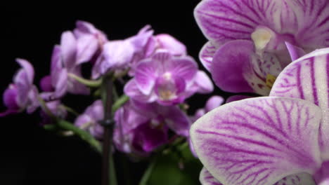 stunning macro shot between orchids. macro shot