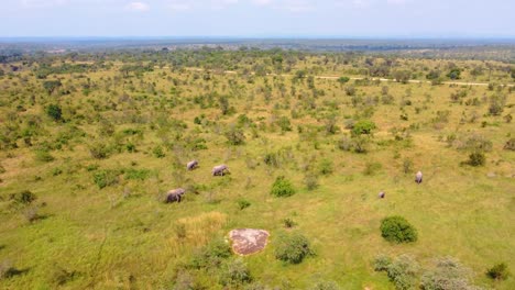 aerial orbiting shot of a herd of elephants walking through kruger national park