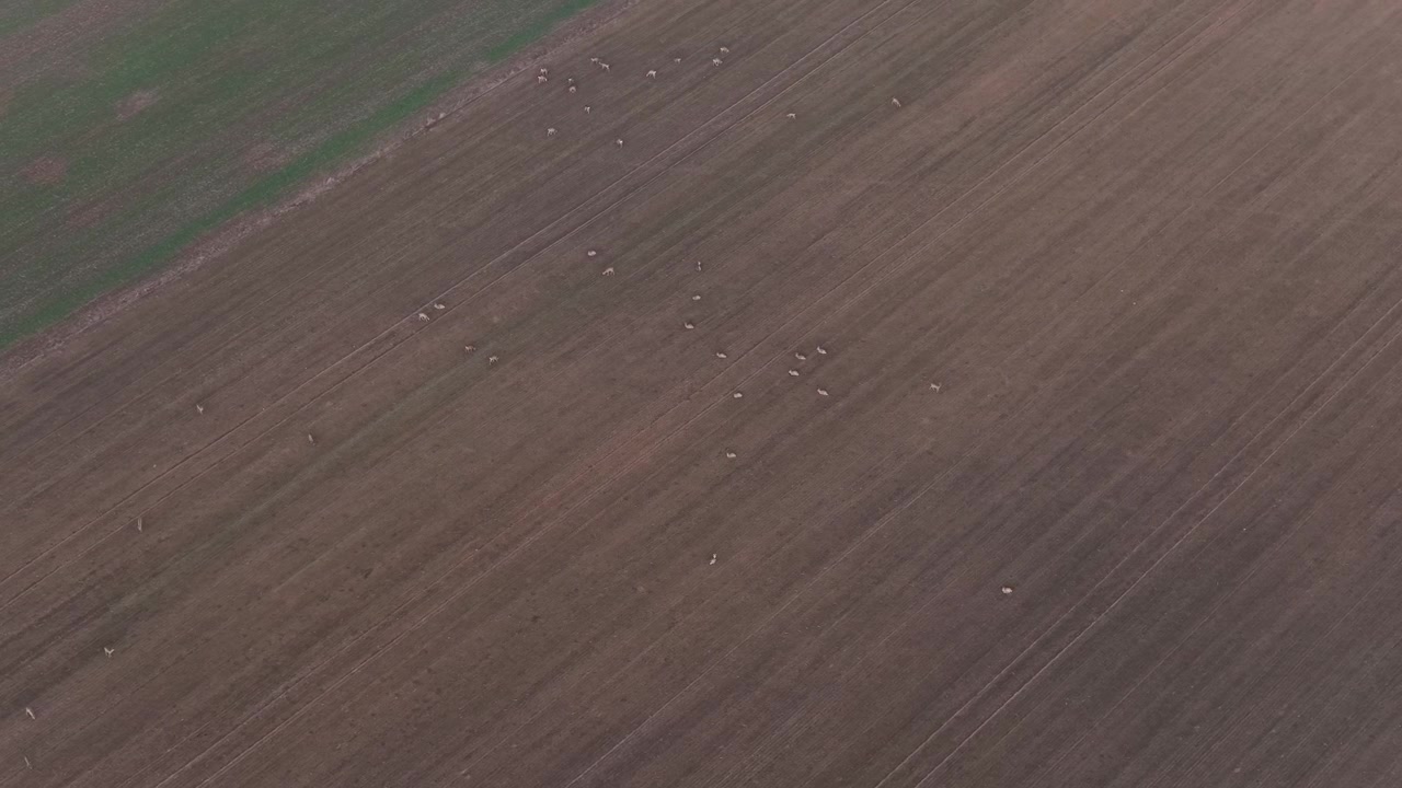 Rådyrflokk som hviler og beiter på åpne jorder, sett fra luften med drone. Fredelig landskap som viser dyreliv i naturlig beitemark