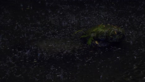 aguacero sobre estanque con plantas verdes durante el atardecer