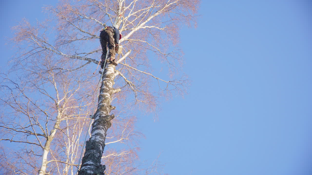Female arborist high in birch tree dismantles branches with petrol chainsaw