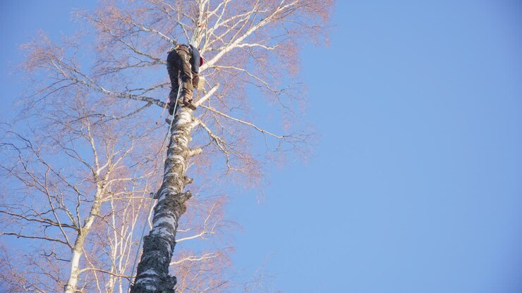Arboricoltrice in alto su una betulla smonta i rami con una motosega a benzina