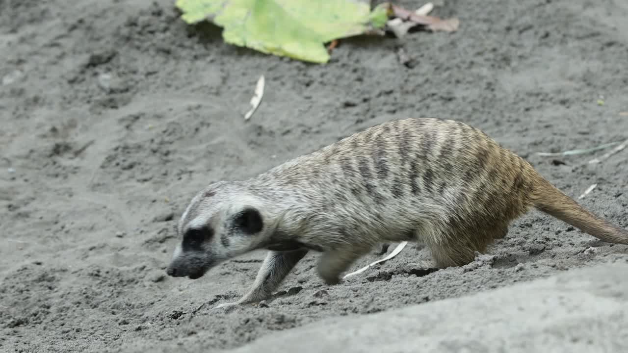Meerkat Digging in Sand Looking for Food in Natural Habitat