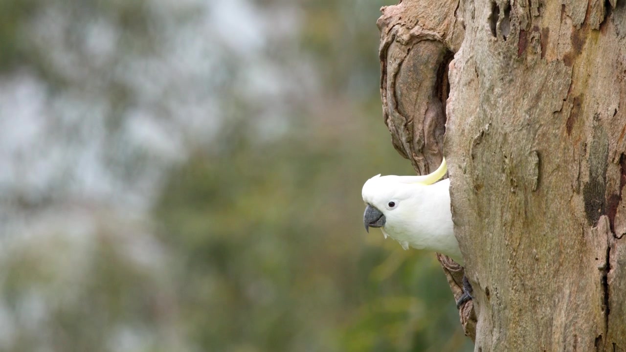 A wild cockatoo peers from a tree hollow before flying away in Mornington Peninsula, Australia.