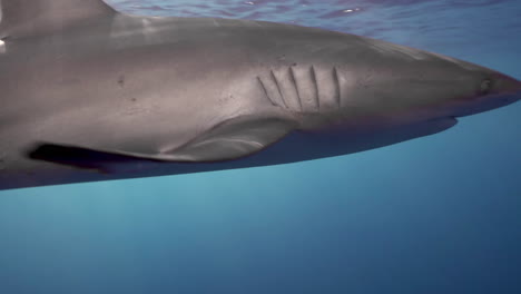 tiburón sedoso cerca del barco de buceo