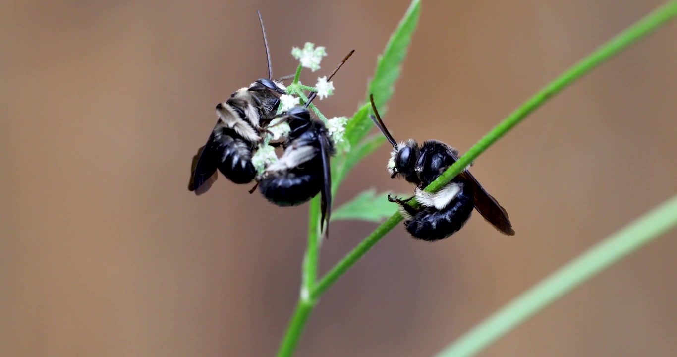 Static video of several Two-Spotted Longhorn Bee (Melissodes bimaculatus) on a flower