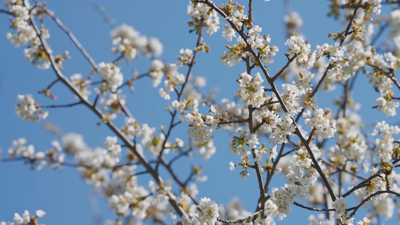 Delicate flowers of the cherry tree in full bloom against the blue sky