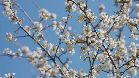 delicate flowers of the cherry tree in full bloom against the blue sky