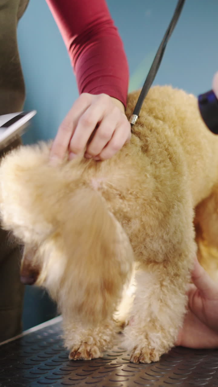 Professional Groomer Brushing a Poodle Dog's Fur in a Pet Salon