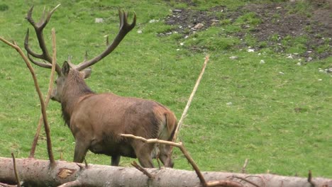 lone deer with antlers walking along grass at zoo in rauris, austria