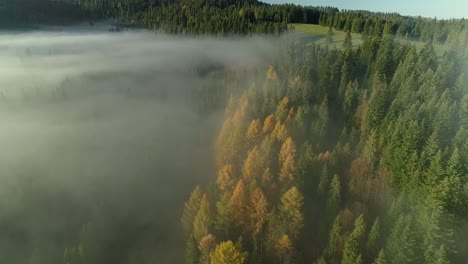 Light-mist-covers-magical-conifer-forest-during-autumn-in-woodland,-aerial