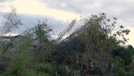 bamboo trees destroyed by super typhoon rai that hit province of cebu in the philippines, december 2021