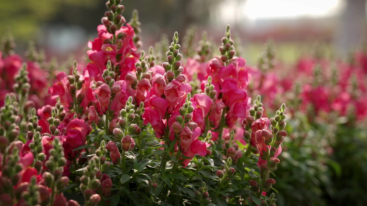 Alte spighe di bocche di leone rosa con boccioli pelosi si ergono sopra il fogliame verde in un campo soleggiato