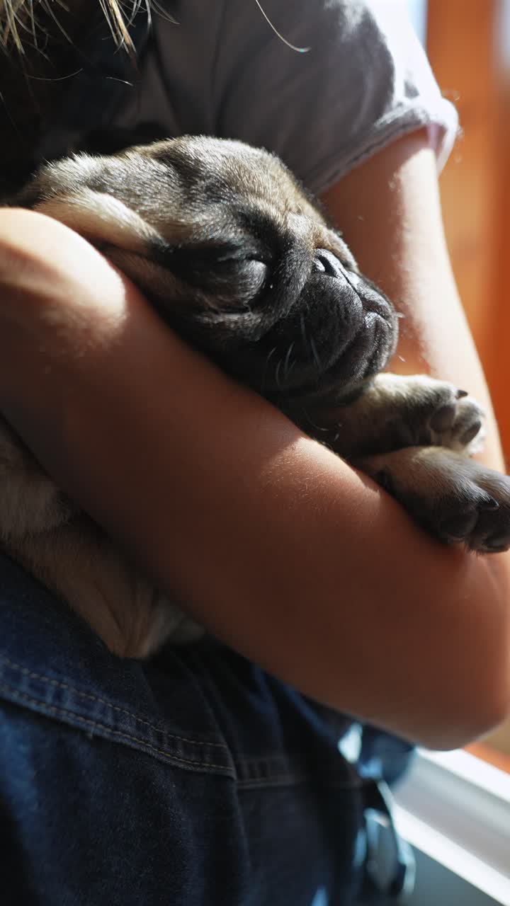 niño sosteniendo un cachorro pug dormido