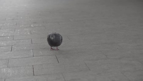 pigeon on a city street