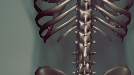 ilustración de la anatomía del esqueleto humano