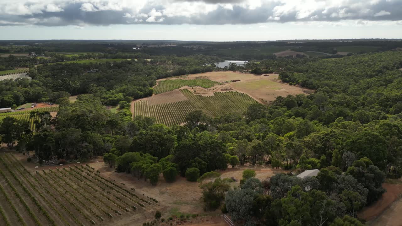 Vista aerea di un vigneto con filari di viti nella regione di Margaret River, Australia Occidentale