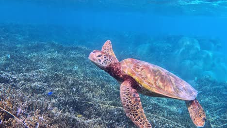 a closeup of a turtle swimming under the tropical blue ocean