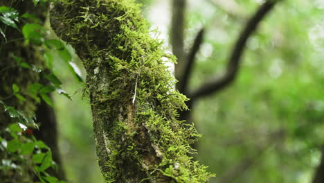 majestic tree adorned with lush moss-covered trunk, a captivating sight within the vibrant biodiversity of the atlantic forest