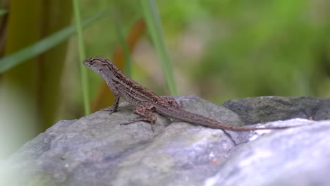 a brown spotted lizard, lying on a rock, stretching its neck trying to catch some food - close up shot