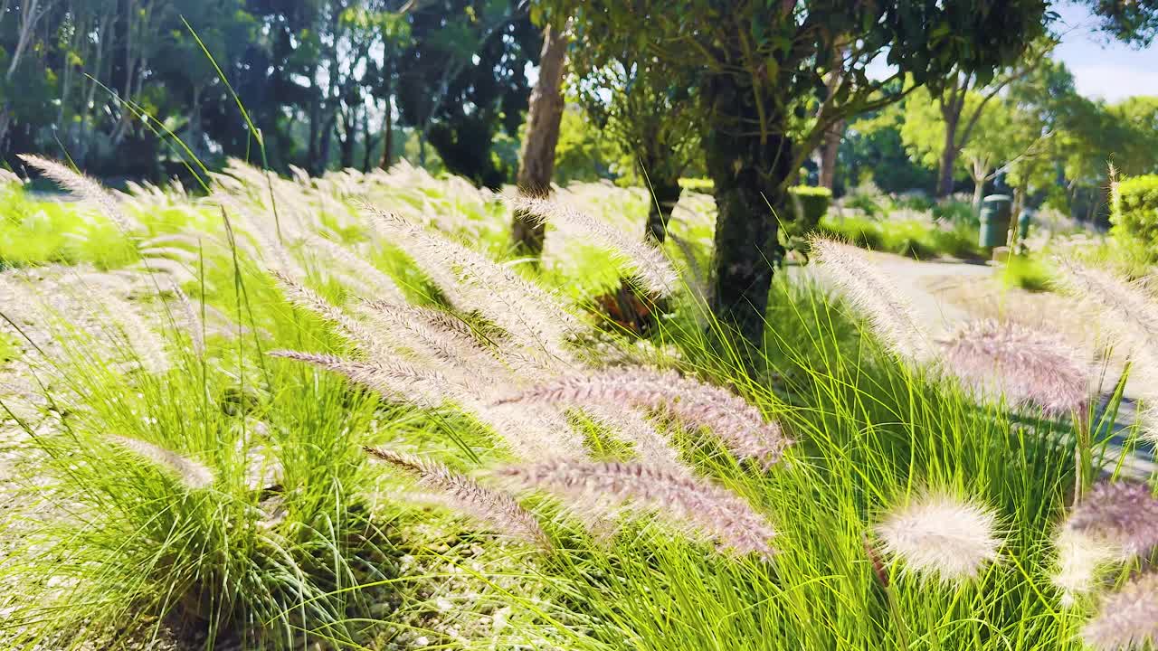 부드러운 바람이 빛 하늘 아래 잔디를 움직인다