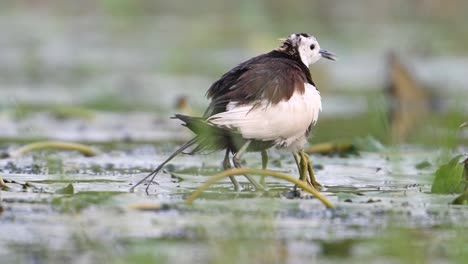 Fasanenschwanz-Jacana,-Die-Ihre-Küken-Unter-Ihren-Flügeln-Rettet