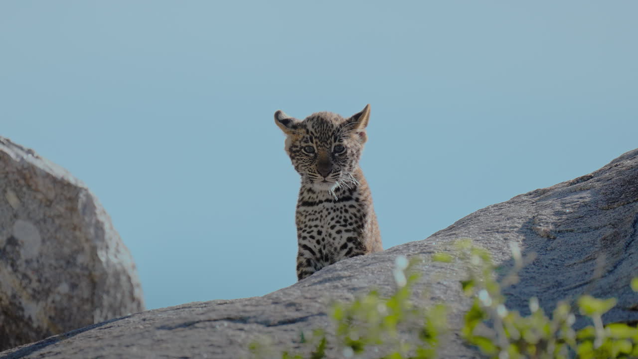 Leopard Cub on a Rock