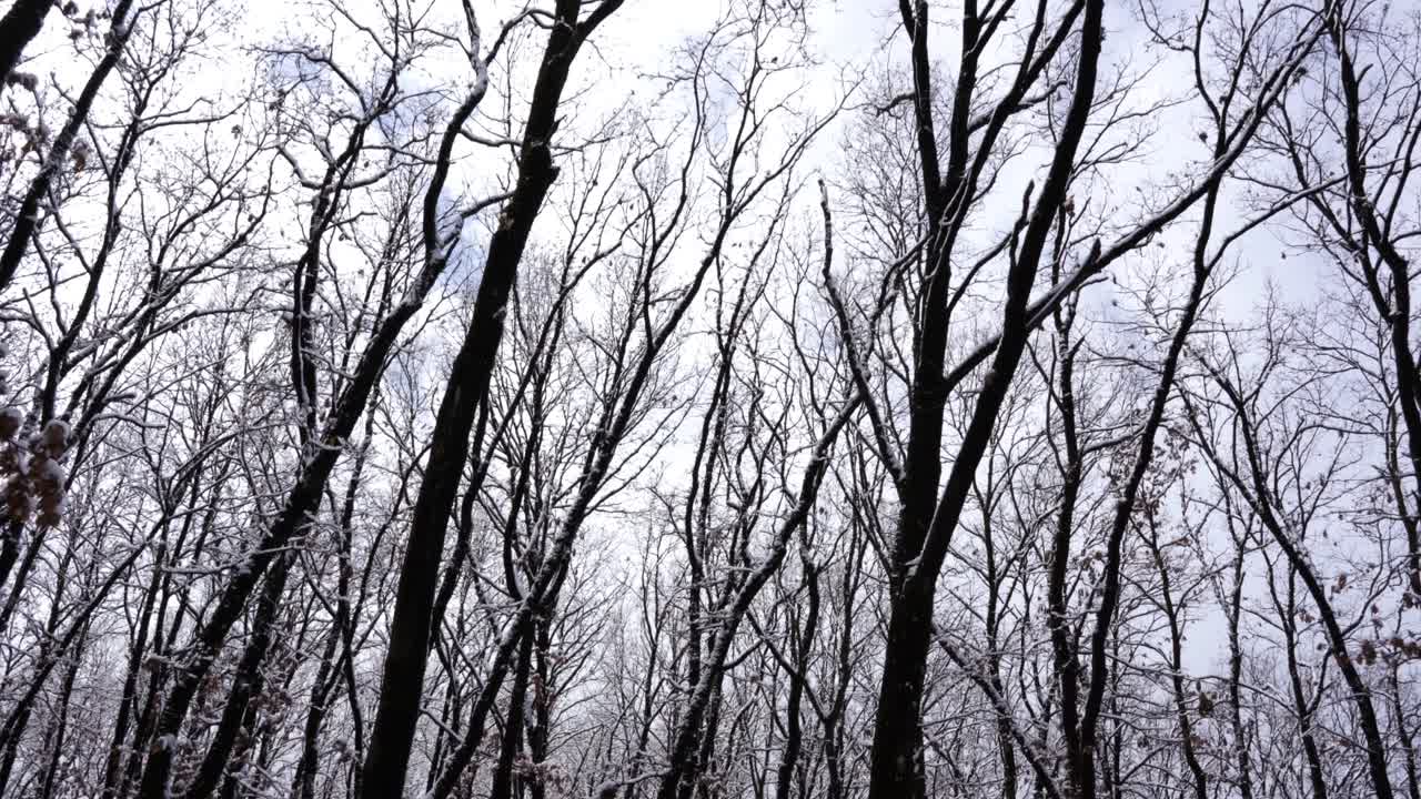 Tranquility inside forest with dry tree branches covered in white snow in winter