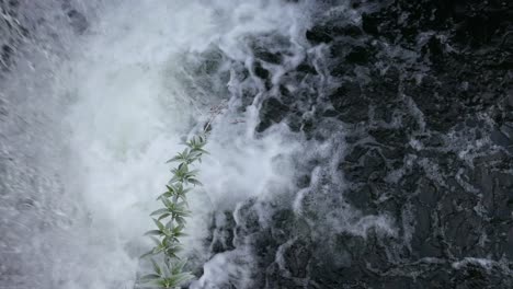 Cascada-Con-Agua-Negra-Rama-Verde