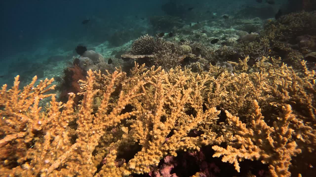 Bidikan jarak menengah karang tanduk rusa di terumbu karang tropis di Taman Nasional Komodo, Indonesia.