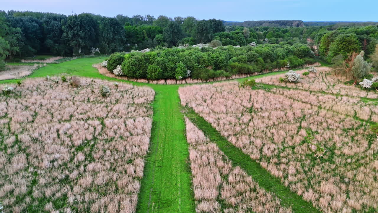 Flying over the meadow with high dry grass. Approaching the lush green forest. The Netherlands.