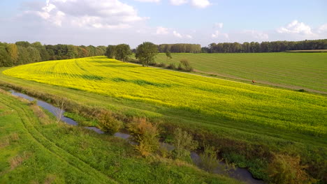 aerial shot of a lonely cyclist cycling through fields of rapeseed on a sunny day slomo