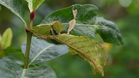 insecto hoja, phyllium westwoodii