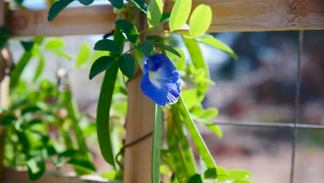 日本のアサガオは小さな庭のウッド フェンスの近くの植物です。